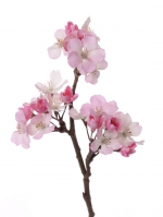 Appelbloesem roze 36cm